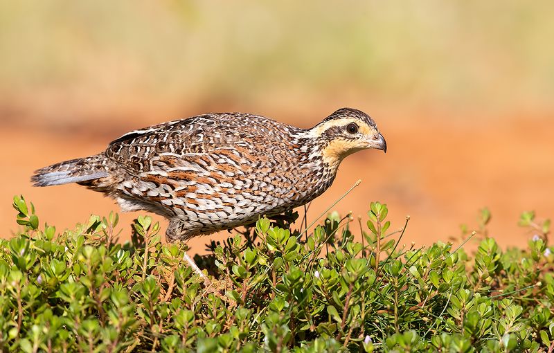 northern bobwhite, виргинская американская куропатка, американская куропатка,техас Northern Bobwhite Female - Виргинская американская куропатка фото превью