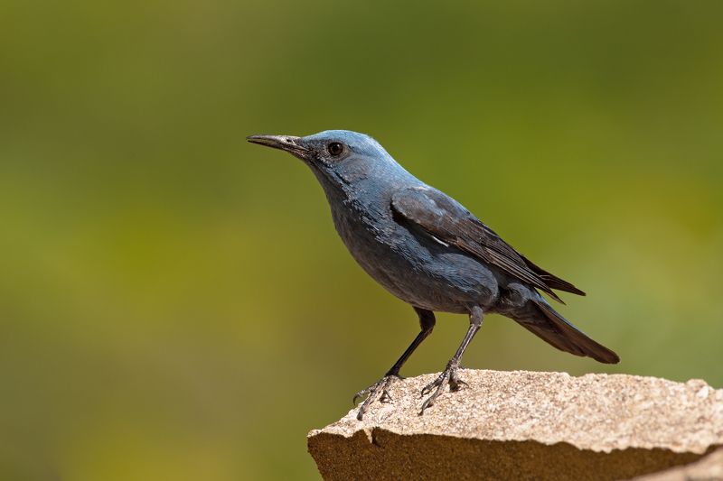 Monticola solitarius  фото превью