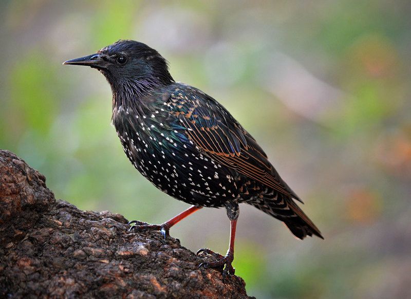 Наблюдая за скворцовым семейством фото превью