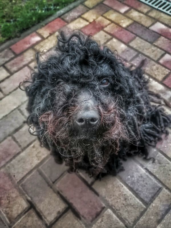 Puli фото превью