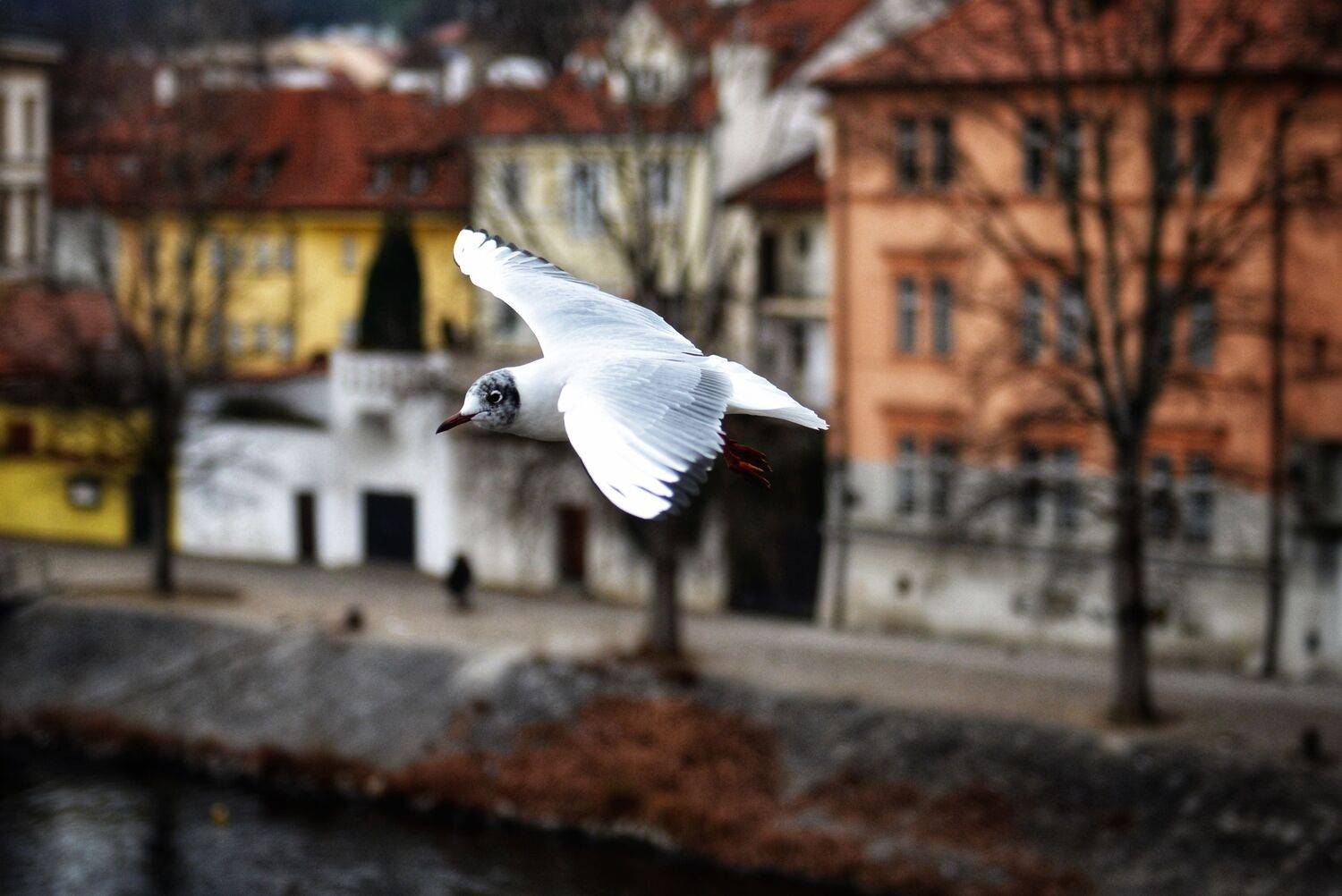 Чайка, птица, Александр Шандов
