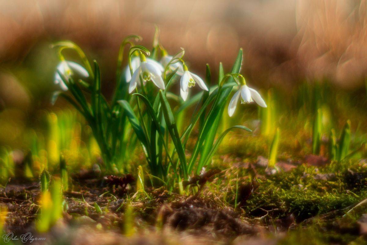 , Орлов Олег