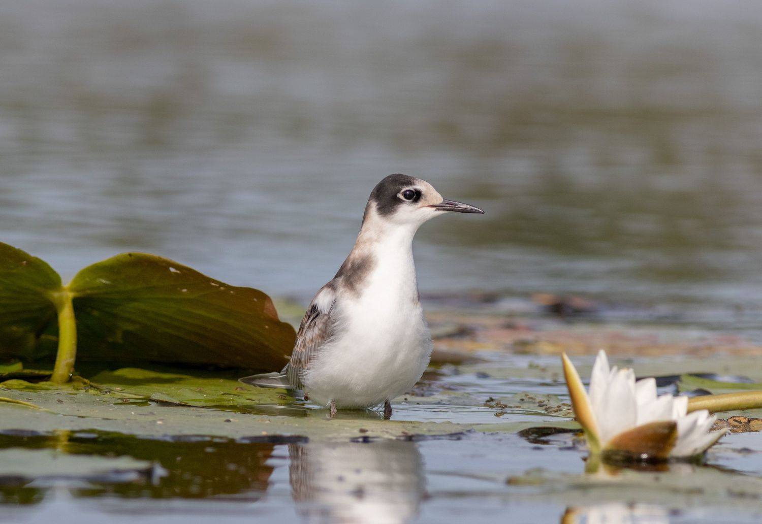 птица, крачка, московскаобласть, фотоохота, , околоводные, природа россии, birds, хотча, Павел Краснослободцев