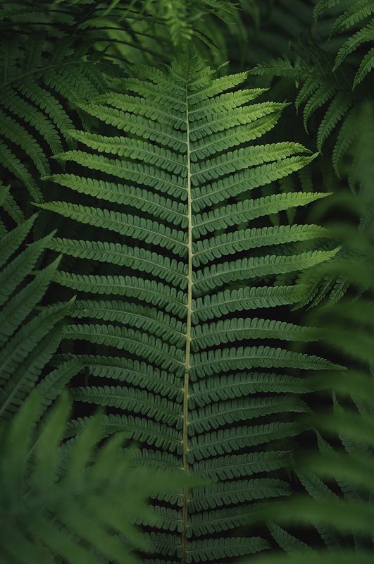 папоротник, природа, зеленый Папоротники фото превью