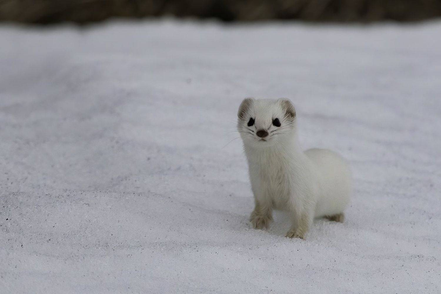 ласка, зима, охота, Наталия Сытина