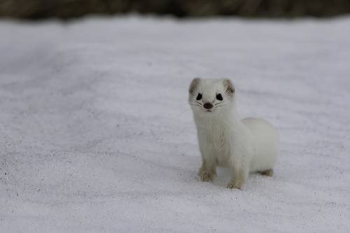 Ласка