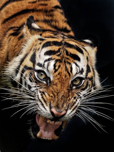 animal series