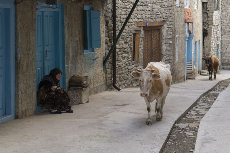 Дагестан, Корода, Гуниб, Кавказ, село, дорога, люди, горцы, корова, животные, звери, дом, отдых, дверь, стена, окно, путешествие, традиции Шествие фото превью
