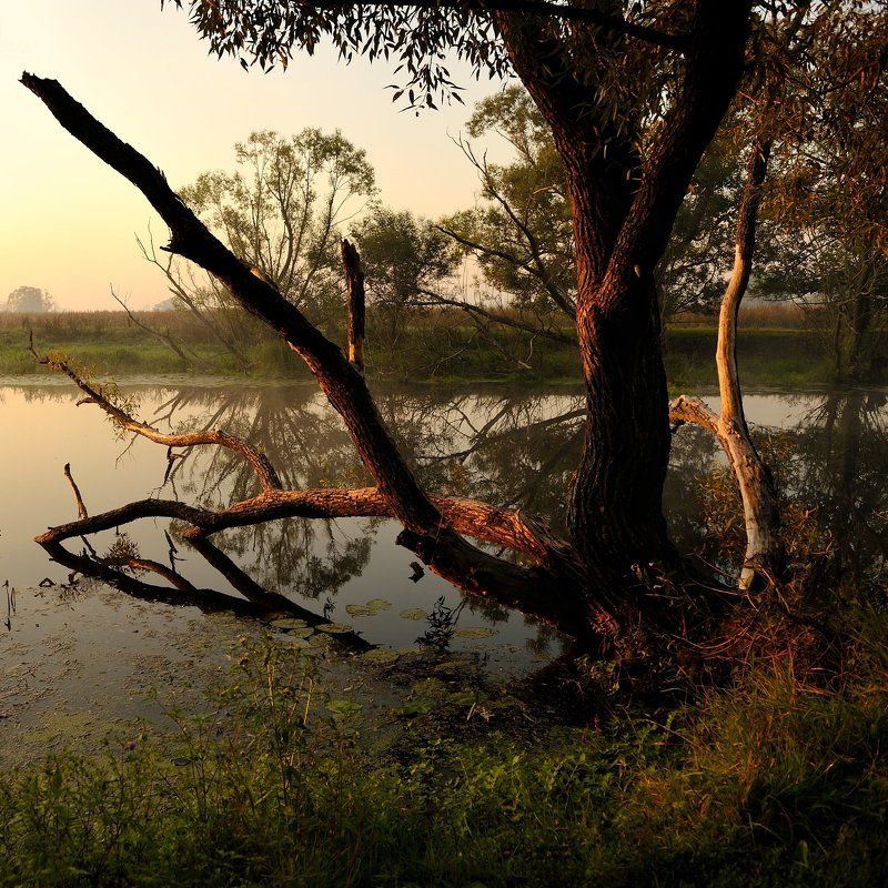 Портрет одинокой ракиты, анфас... фото превью