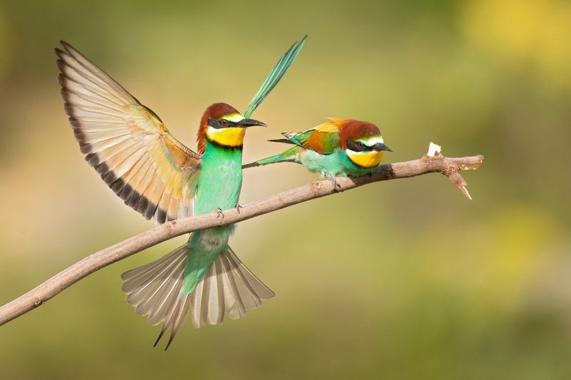 Merops apiaster фото превью