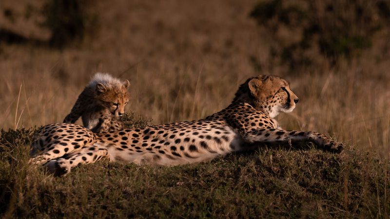 cheetah, africa, savanna, safati, kenya, animals, cat, big cat, big cats, cats, сафари, африка, кения, чита, гепард Mother and cub фото превью