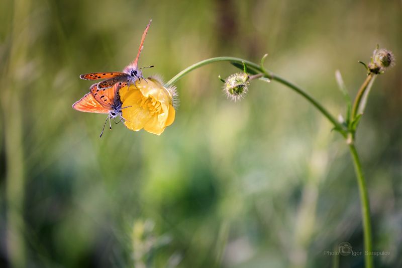 червонец огненный, фотоохота, природа, многоглазка огненная, макросъёмка, макро, лютик, жёлтый цветок, голубянка, ranunculus, macro, lycaena virgaureae, kwanon photo, flowers, canon photo, butterfly Lycaena virgaureae фото превью