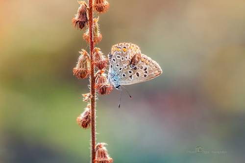 lycaenidae