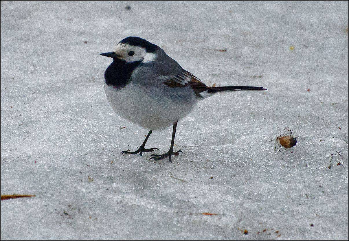 москва, парк, птица, АНАТОЛИЙ ДОВЫДЕНКО