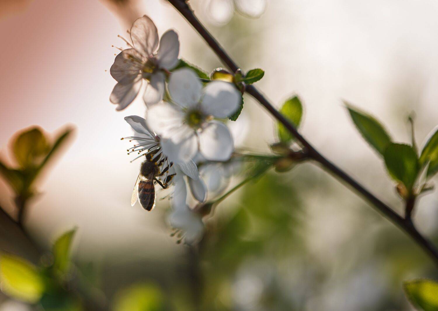 , Зеленько Дмитрий