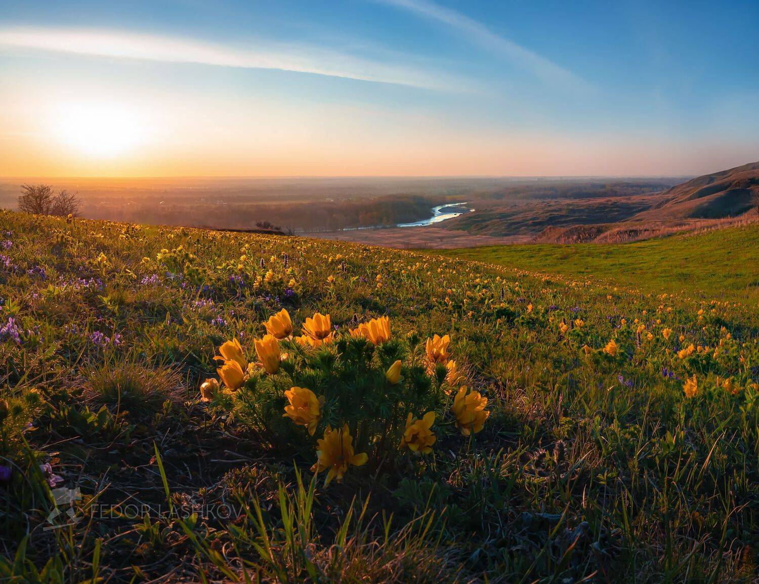 ставропольский край, ставрополье, путешествие, природа, степь, степное, трава, флора, горицвет, адонис, закат, жёлтый, степной, природа, цветок, цветы, цветущее, фиалки, река, холм, облака, весна, весенний,, Лашков Фёдор