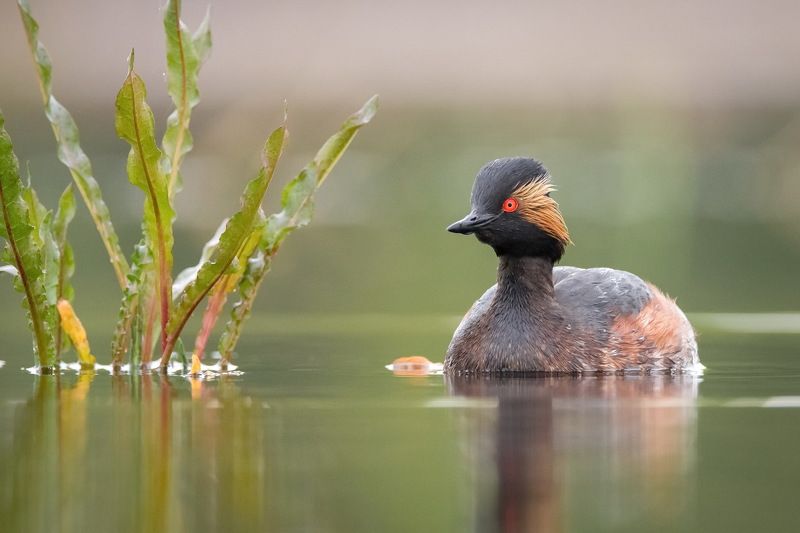 Черношейная поганка фото превью