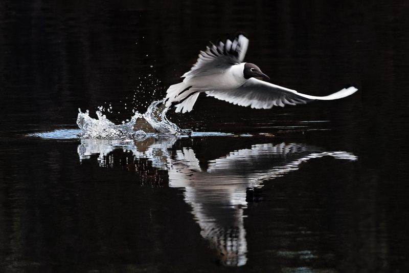 Чайка фото превью