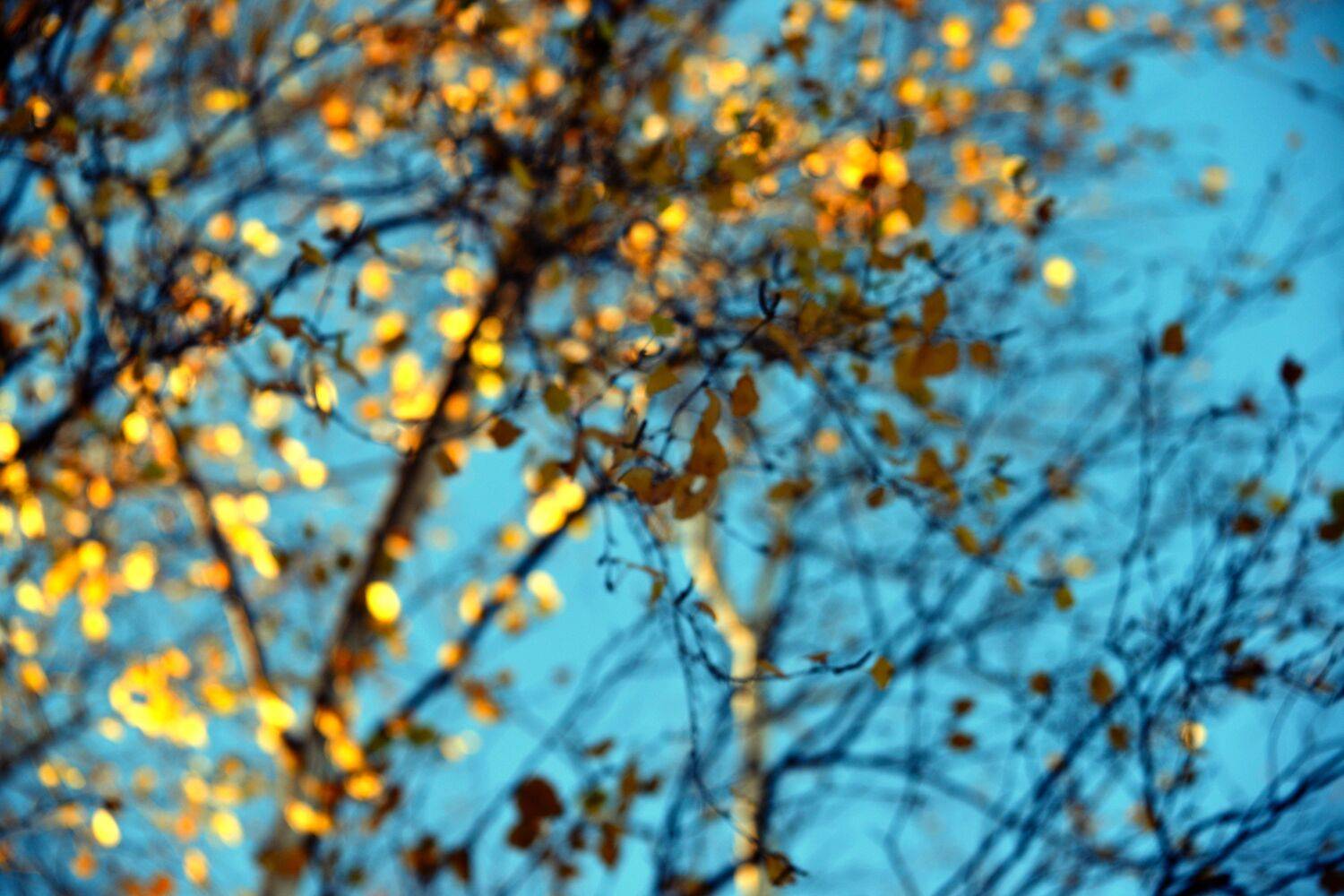 Осень, lensbaby, Александр Шандов