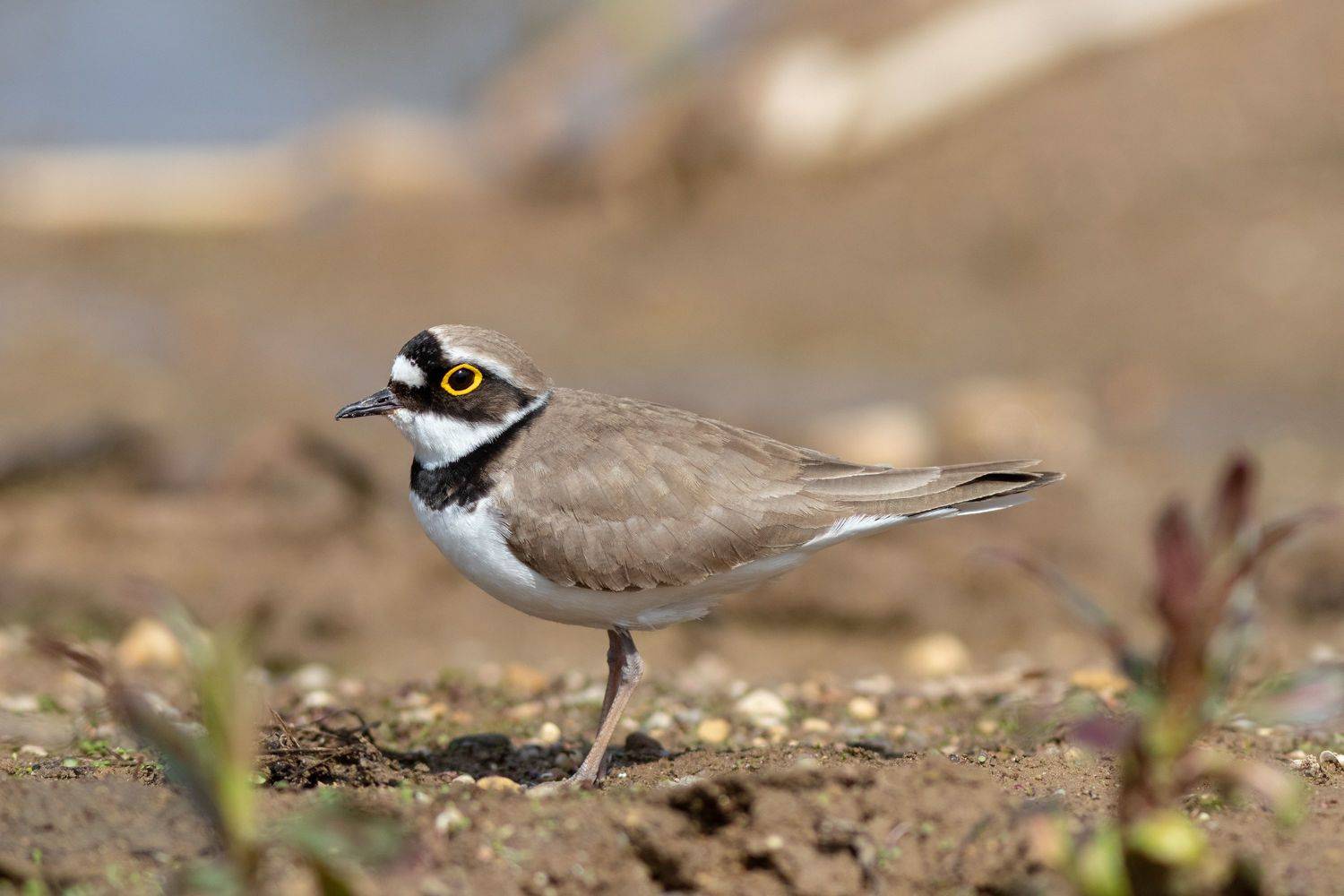 птица, московская область, фотоохота, birds, малый зуёк, кулик, Павел Краснослободцев