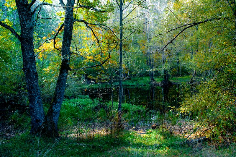 озеро черепашье, маклок, воронежская область Озеро \