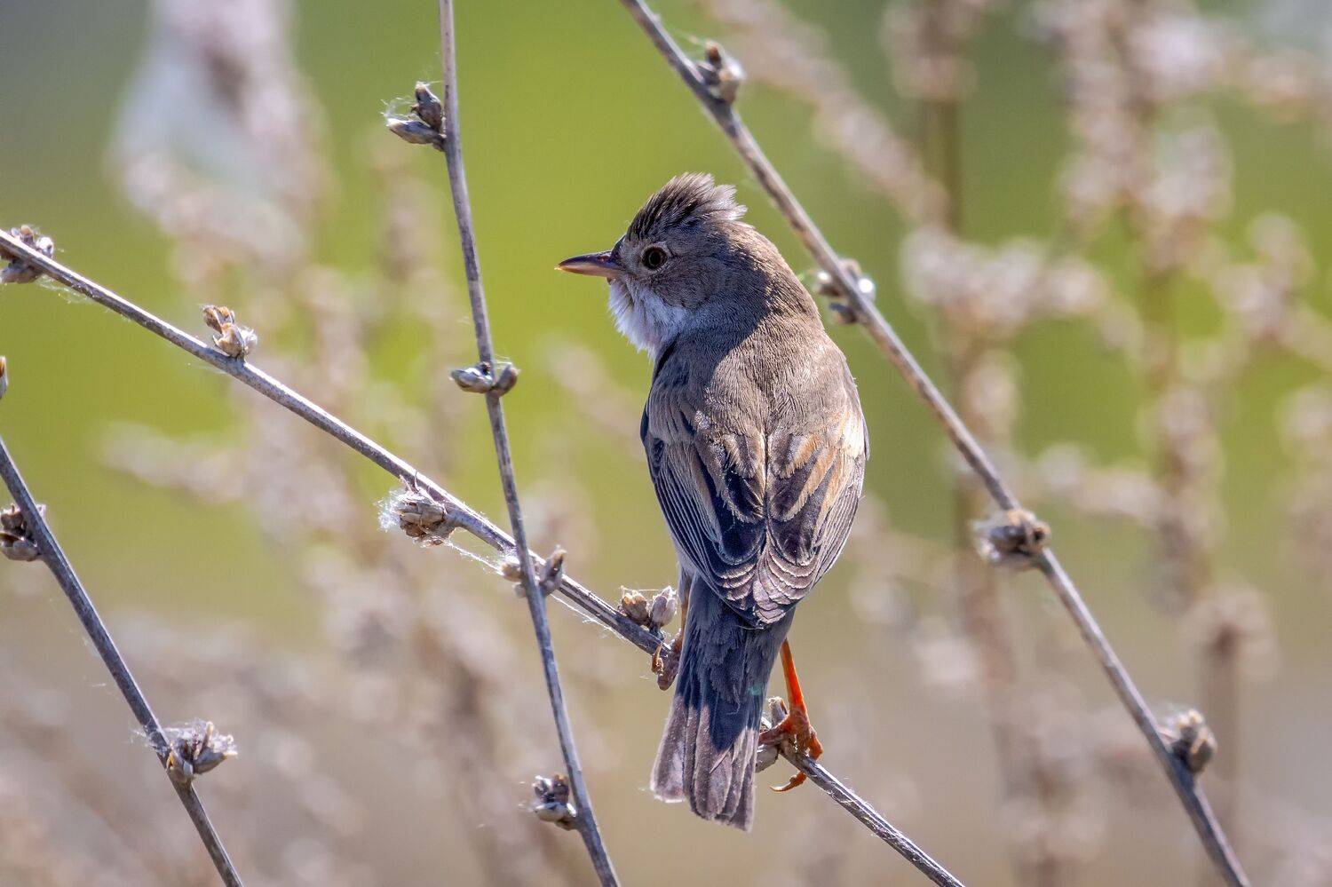 серая славка, птицы, пернатые, Глебов Сергей