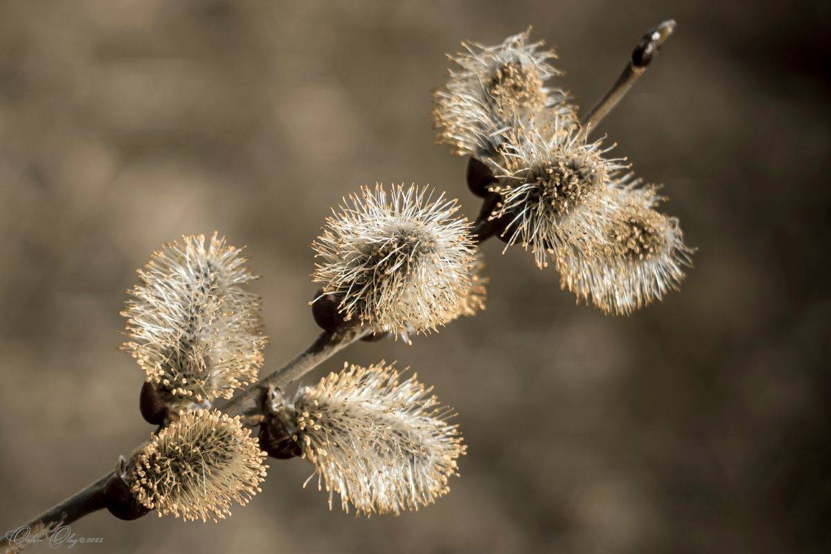 , Орлов Олег