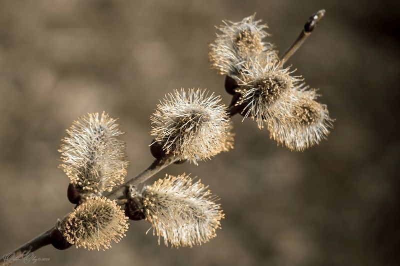*** фото превью