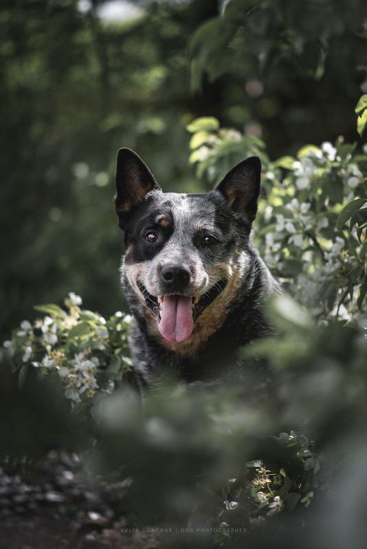 Австралийский хилер фото превью
