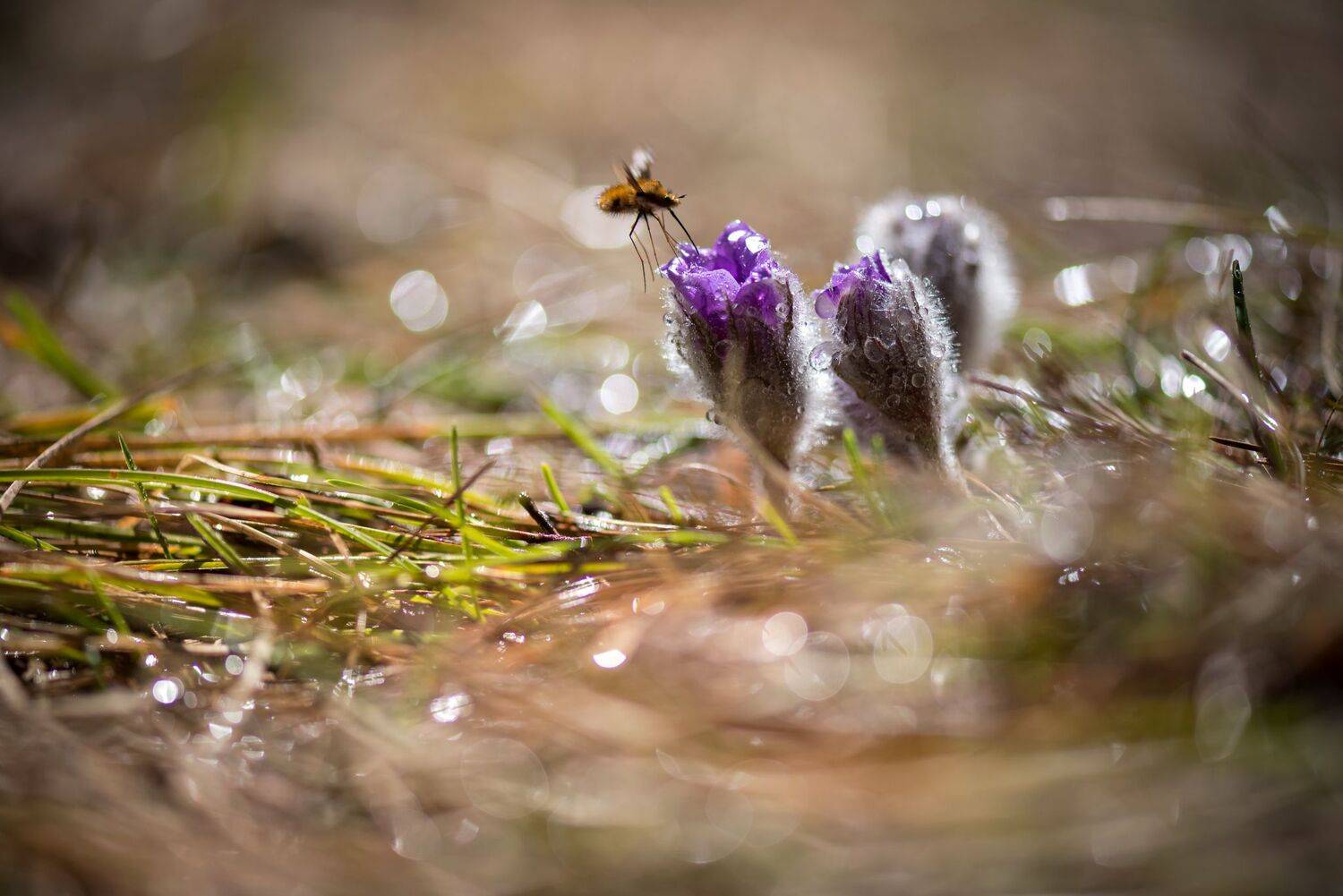 , Mariyana Atanasova - Lucero
