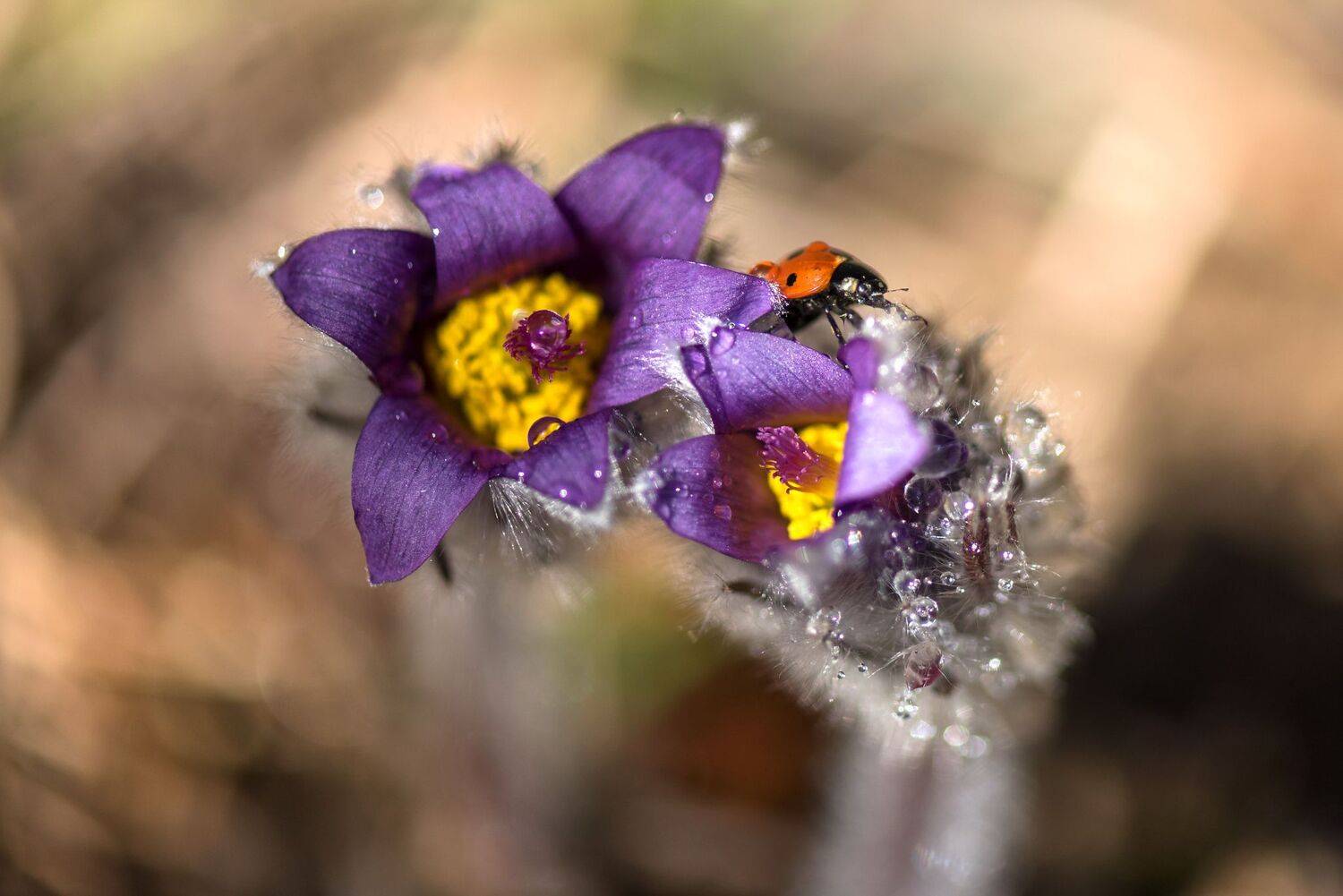 , Mariyana Atanasova - Lucero