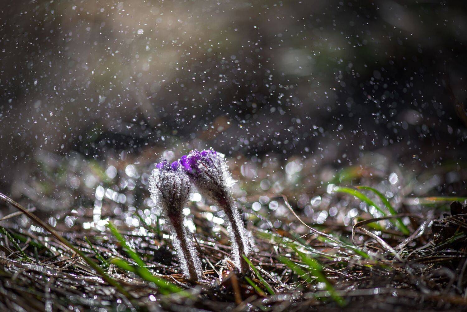 , Mariyana Atanasova - Lucero