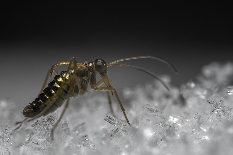 The real winter insect - snow scorpionfly фото превью