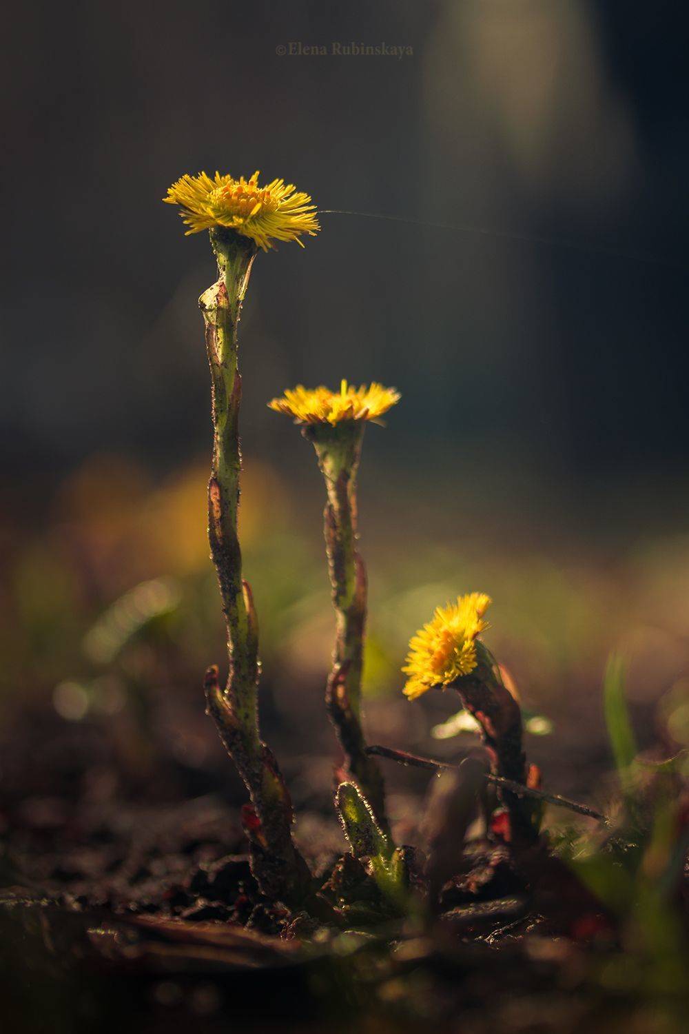 , Елена Рубинская