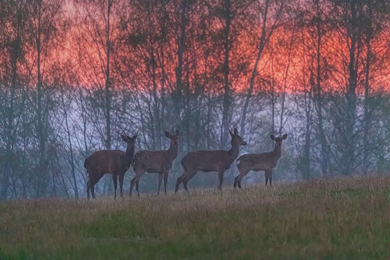 липецкая область, олень, благородный олень, природный парк, природный парк олений, олений парк, липецк, дождь, ливень, закат, синий час, весна Под дождем на триколоре фото превью