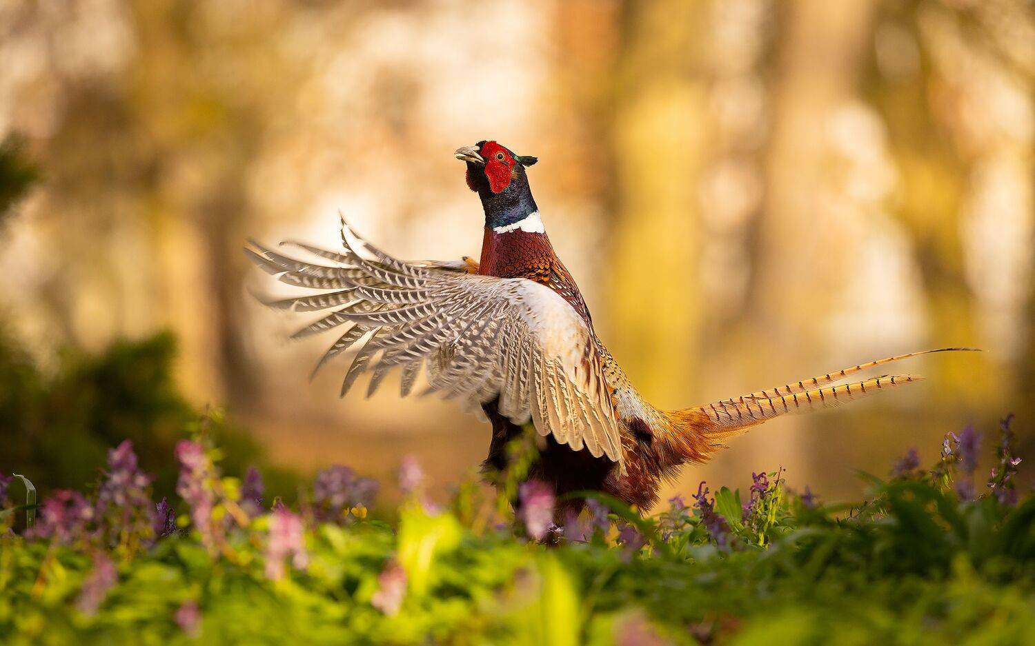 , Robert Adamec