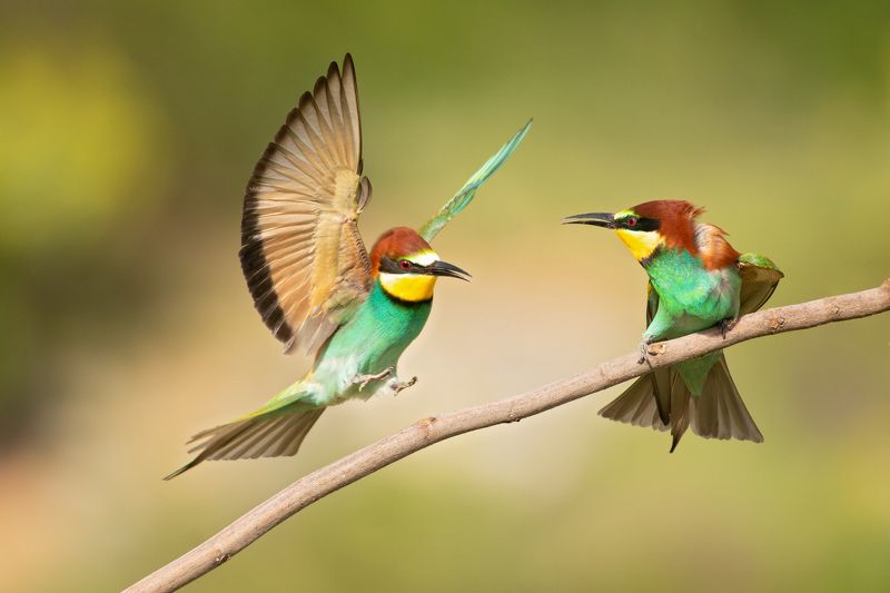 Merops apiaster фото превью