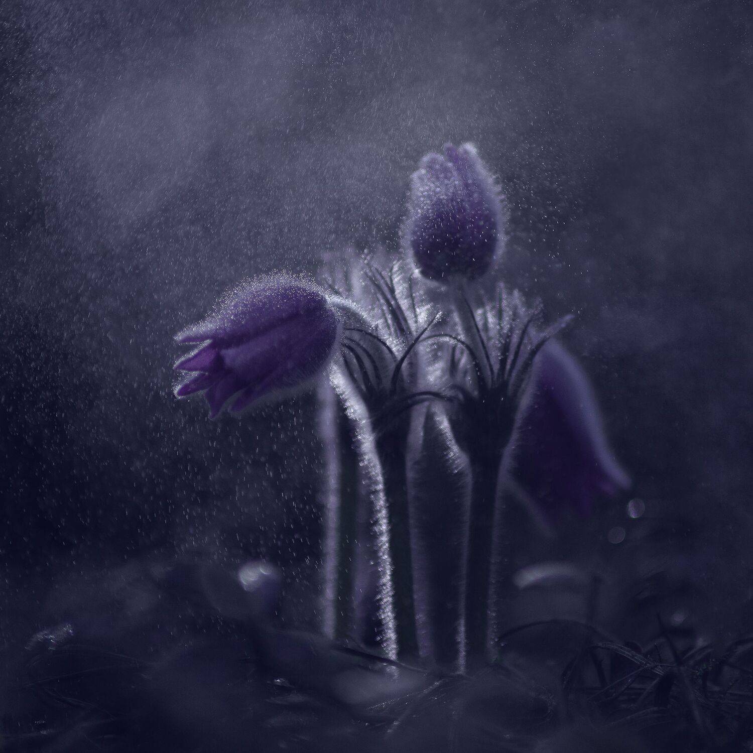 , Елена Зимацкая