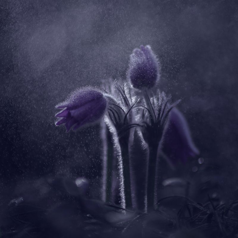 ***сон фото превью