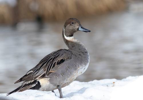 Шилохвость