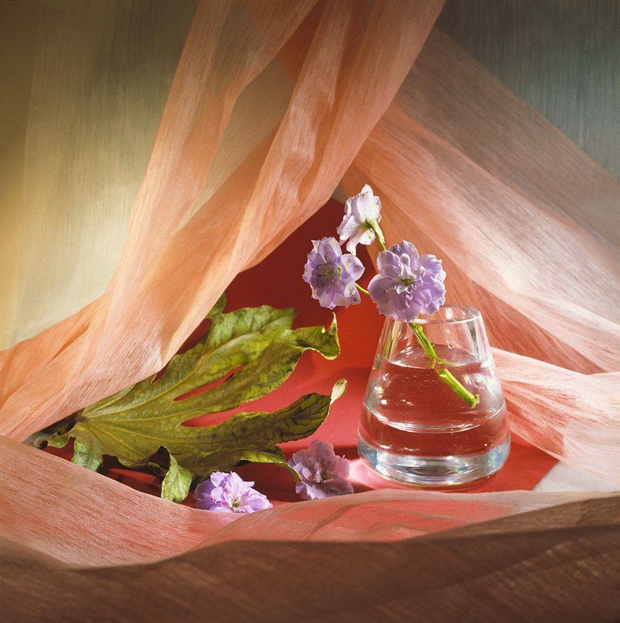 дельфиниум натюрморт цветы, Бекетова Ольга