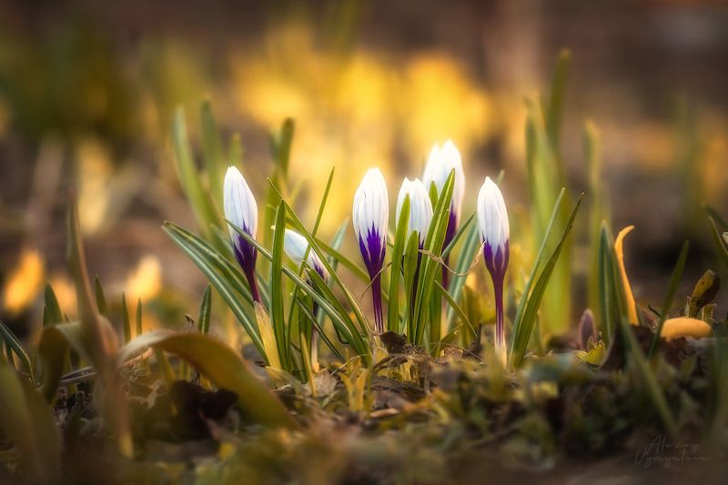 First фото превью