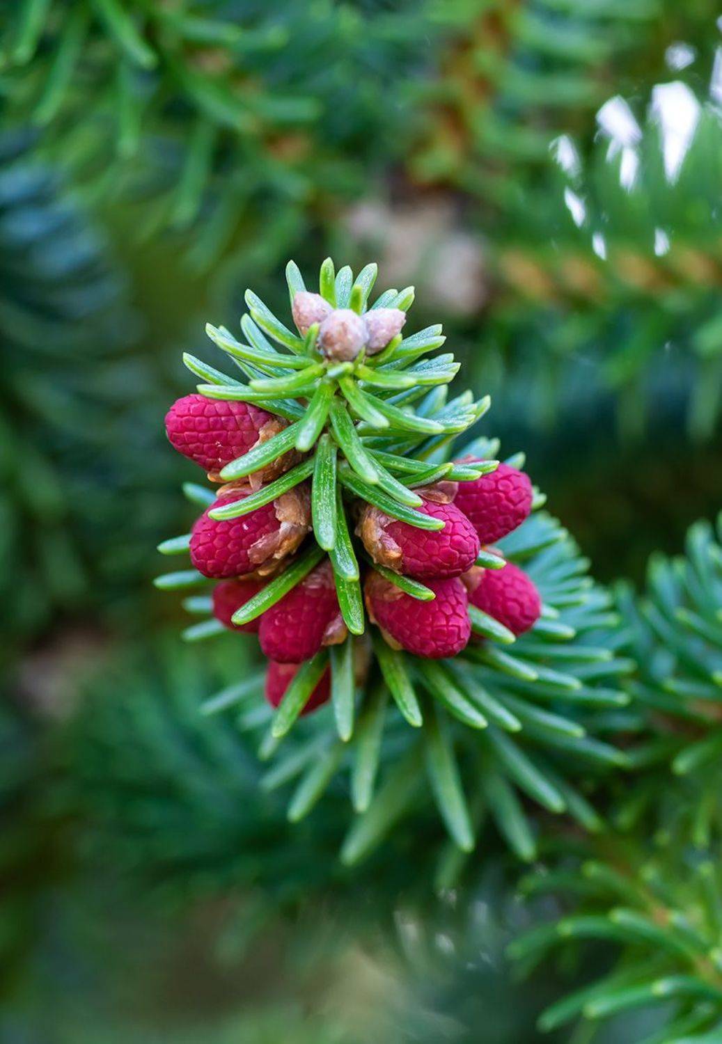 , Александр Земляной