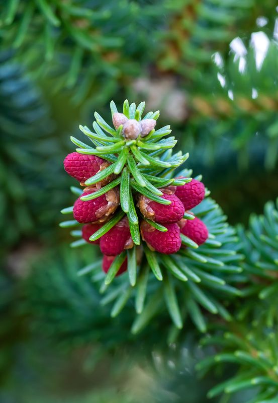 Ягода малина! фото превью