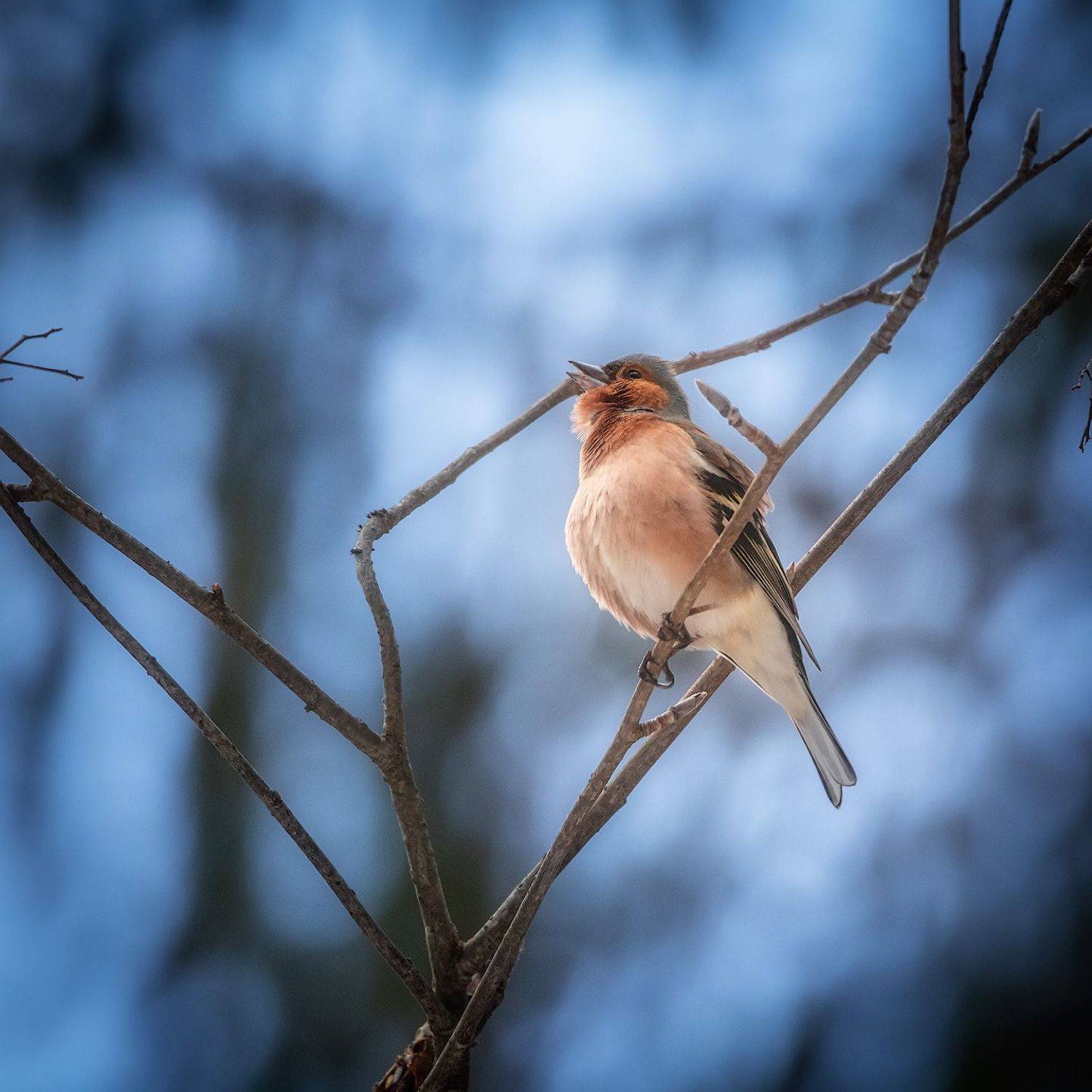 зяблик, птица, фотоохота, Марголин Алексей