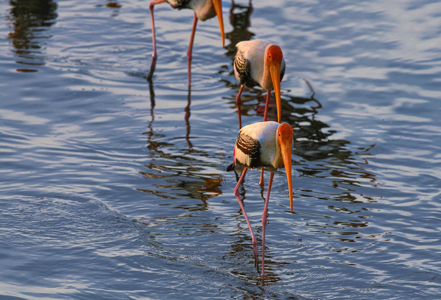 duck, bird, birds, wild, wings, beauty, nature, swan, feather, spread, little cormorant,animal,animals,nikon,stork,egret,sea,water, G N RAJA