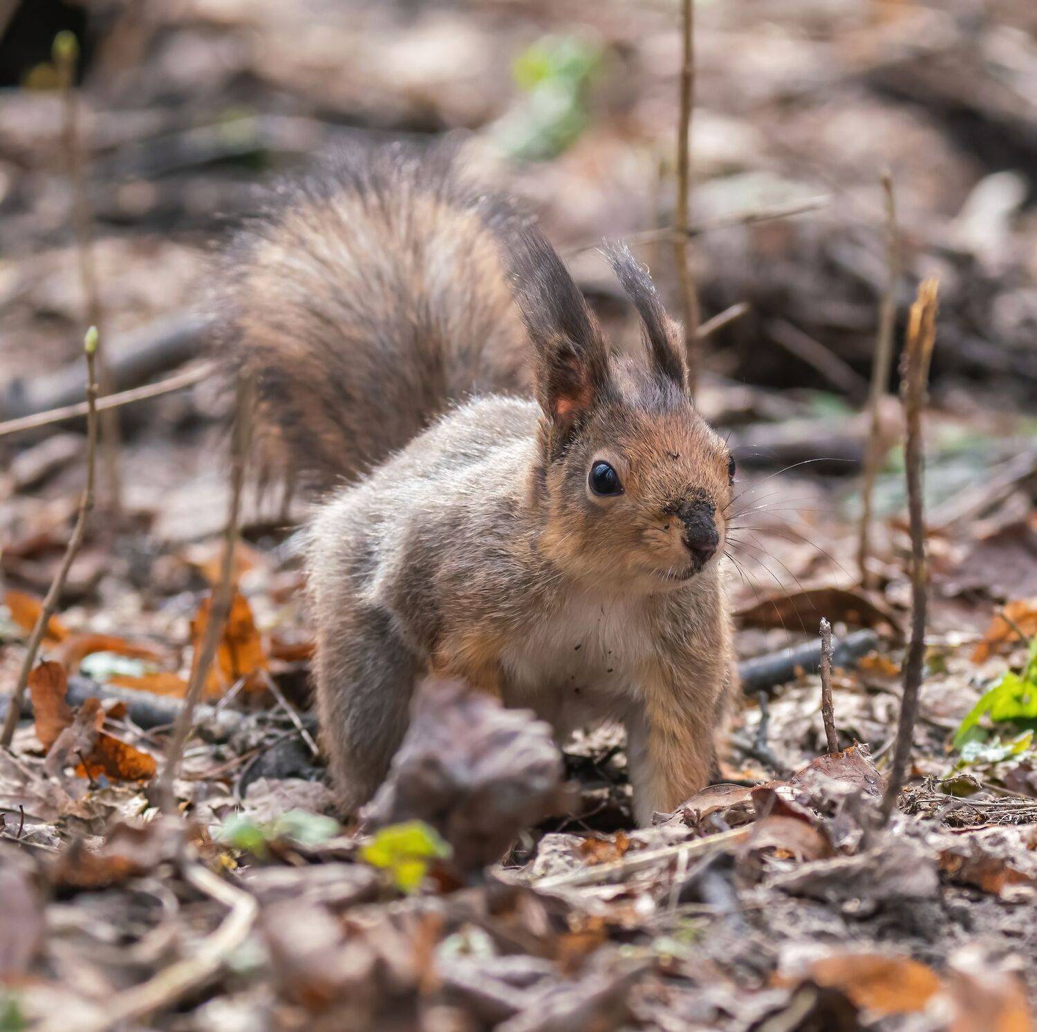 , Константин Дэм