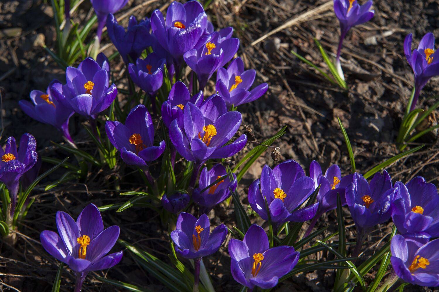 , Павел Ныриков