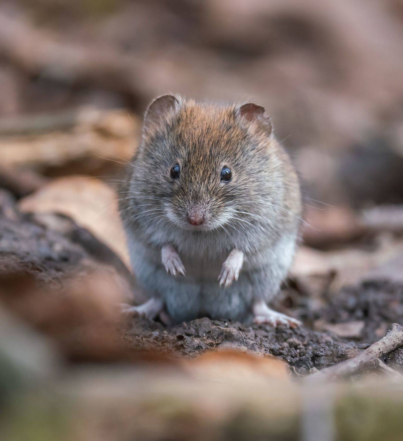 , Константин Дэм