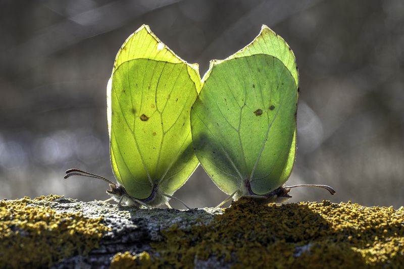 Mating butterflys ( Gonepteryx rhamni ) фото превью
